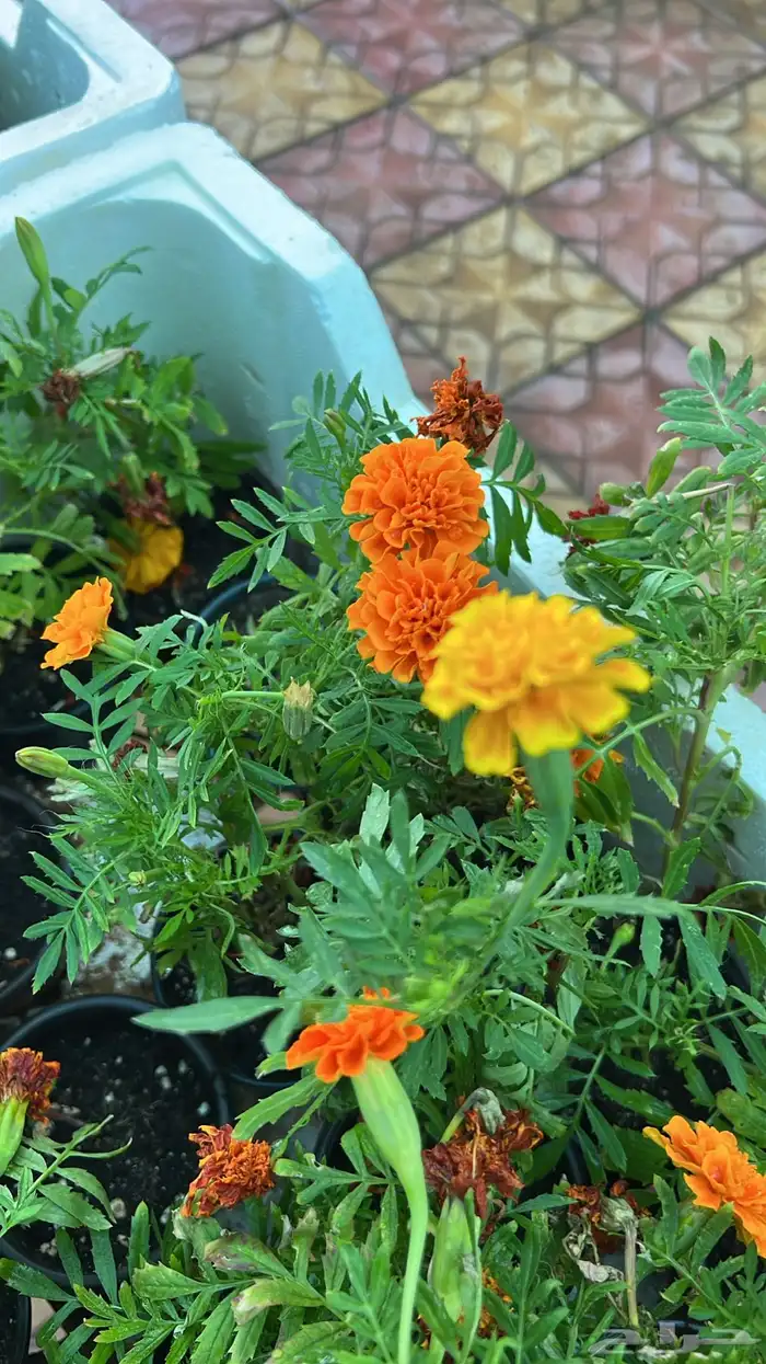 أشجار متوسط جميله 9