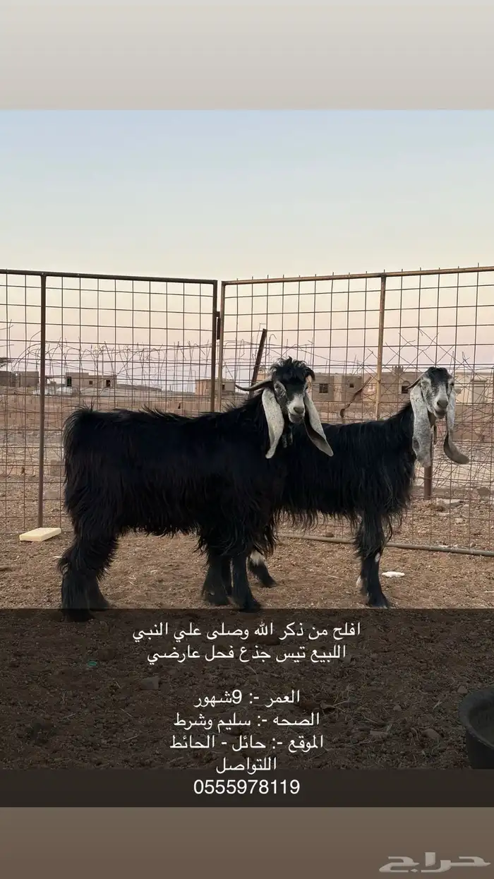 تيس جذع عارضي 0