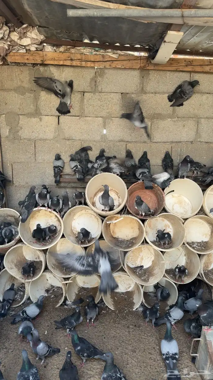 للبيع حمام سرح قوي ونشيط 0