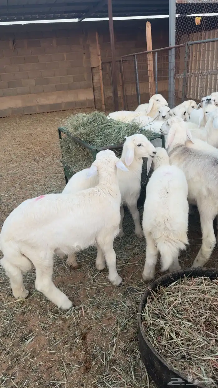 22 هرفي زبده شعره ملكيه 5