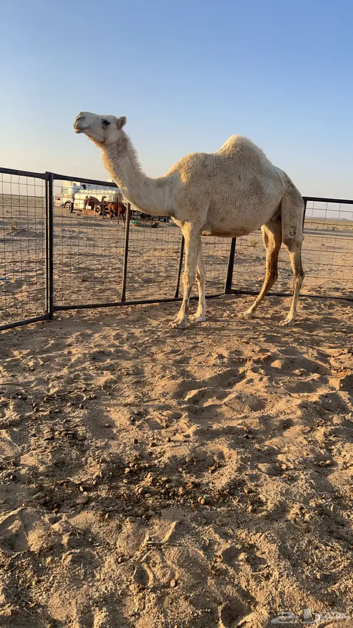 رباع لقحه 1