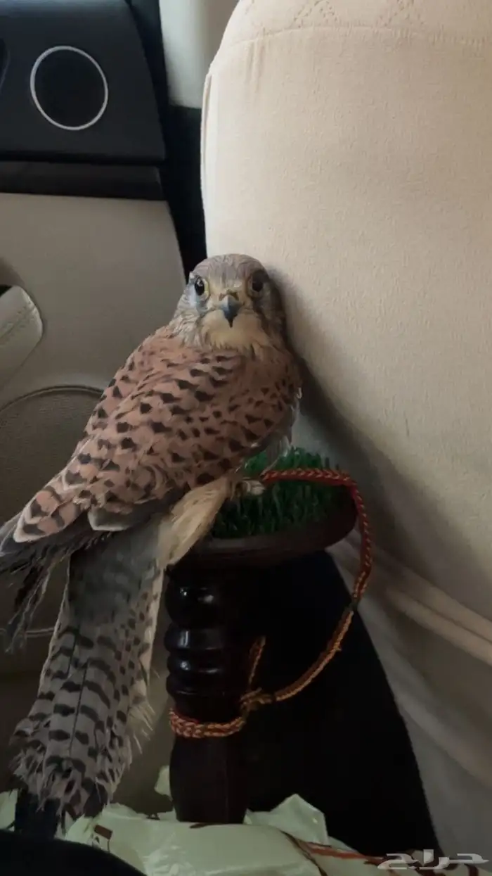 طير شادق للبيع 0