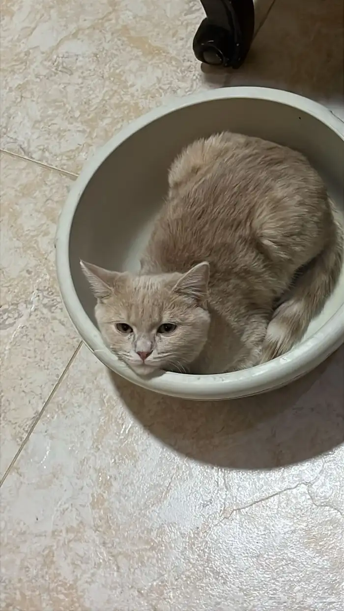 قطط للتبني 2