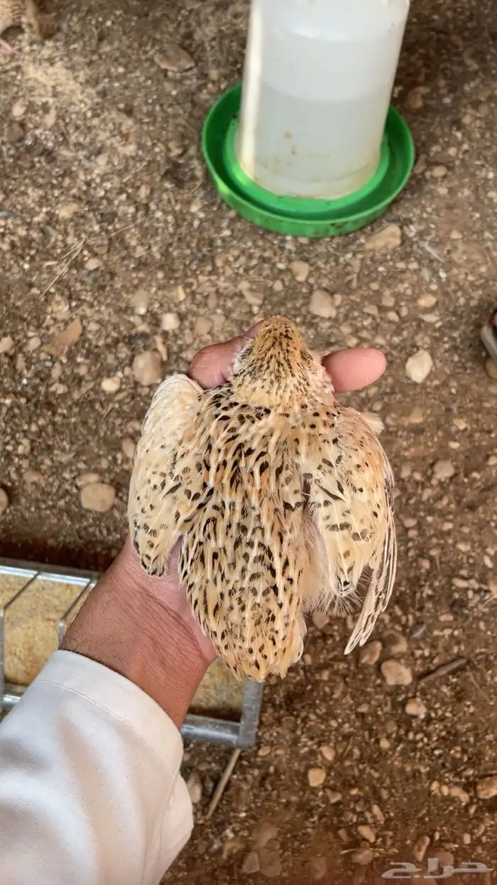 سمان للبيع 1