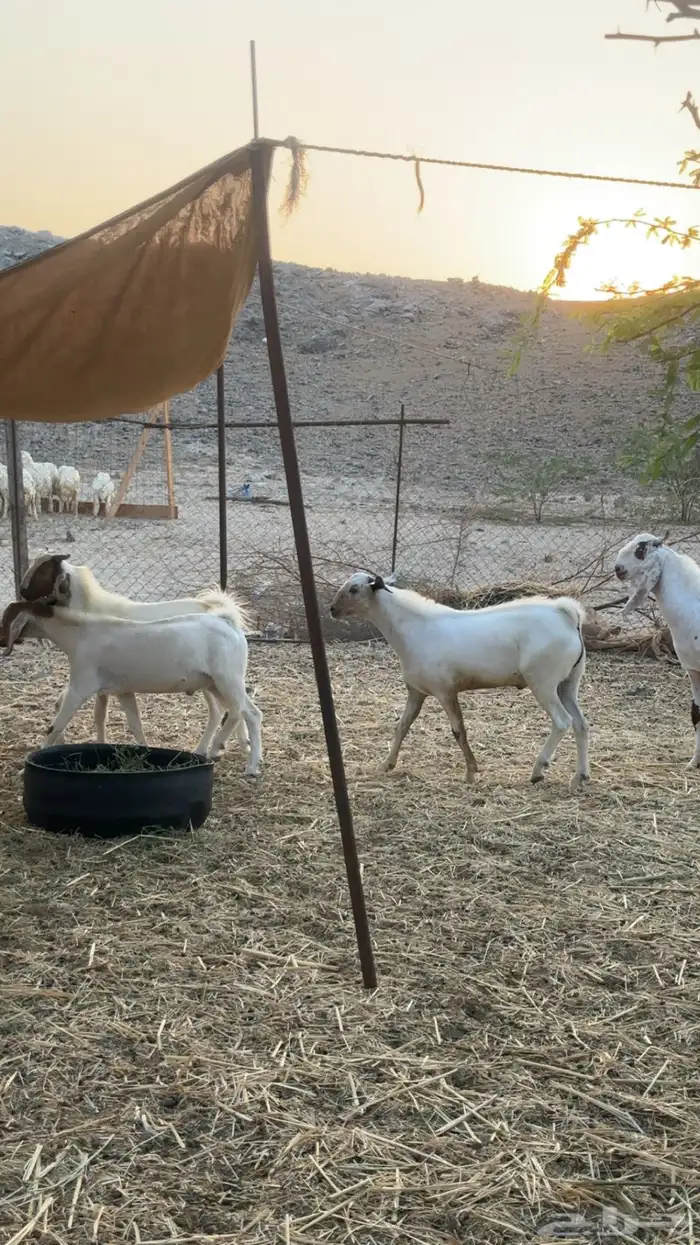 تيوس لباني 2
