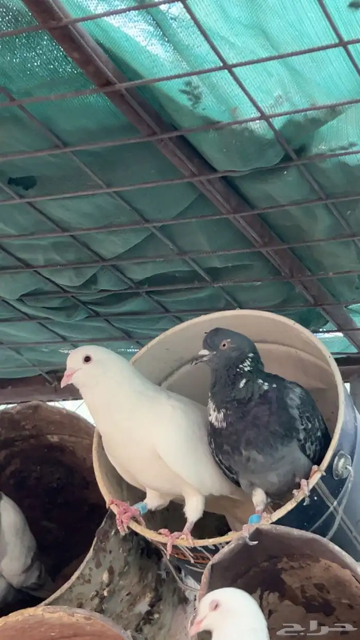 حمام للبيع 5