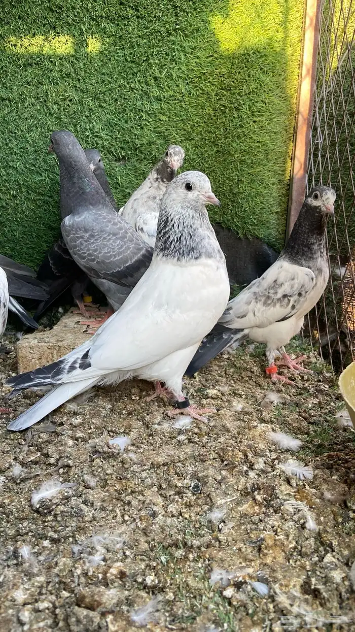 طبات باكستاني ( تم البيع ) 4