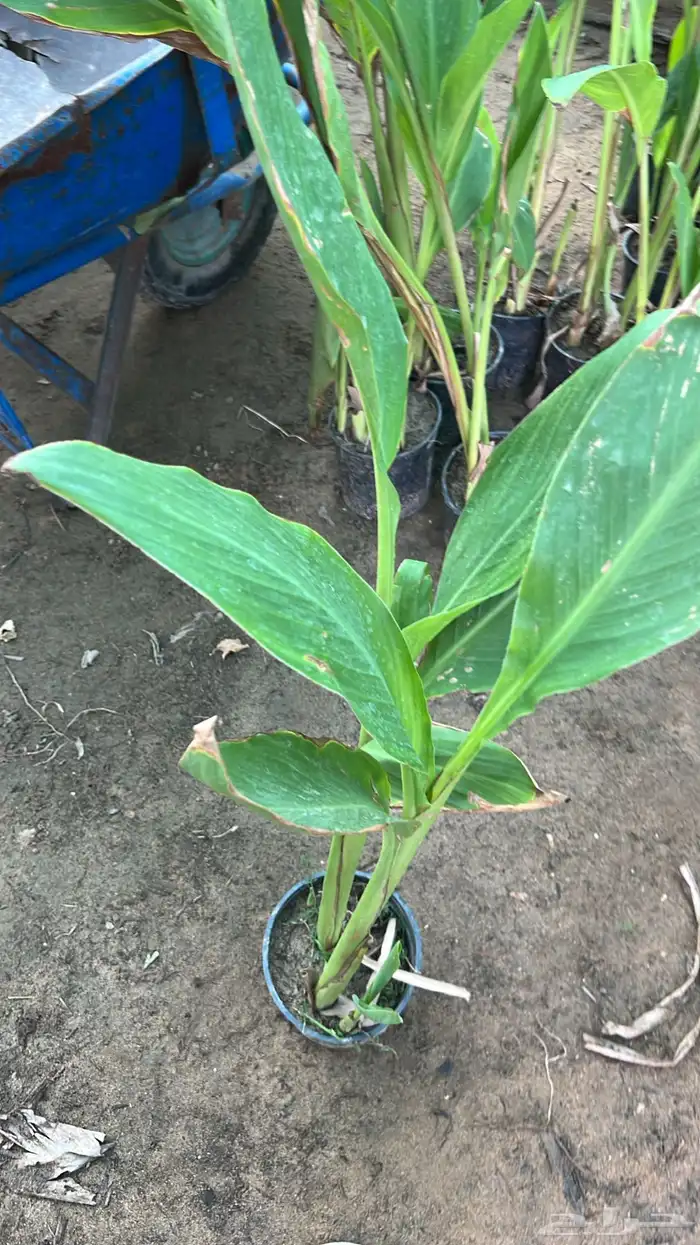 أشجار متوسط جميله 6