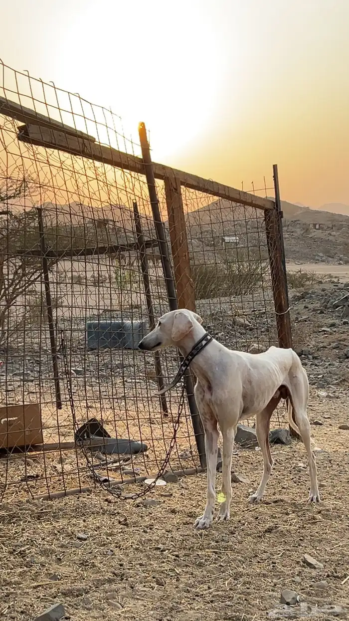 كلب سلق 1