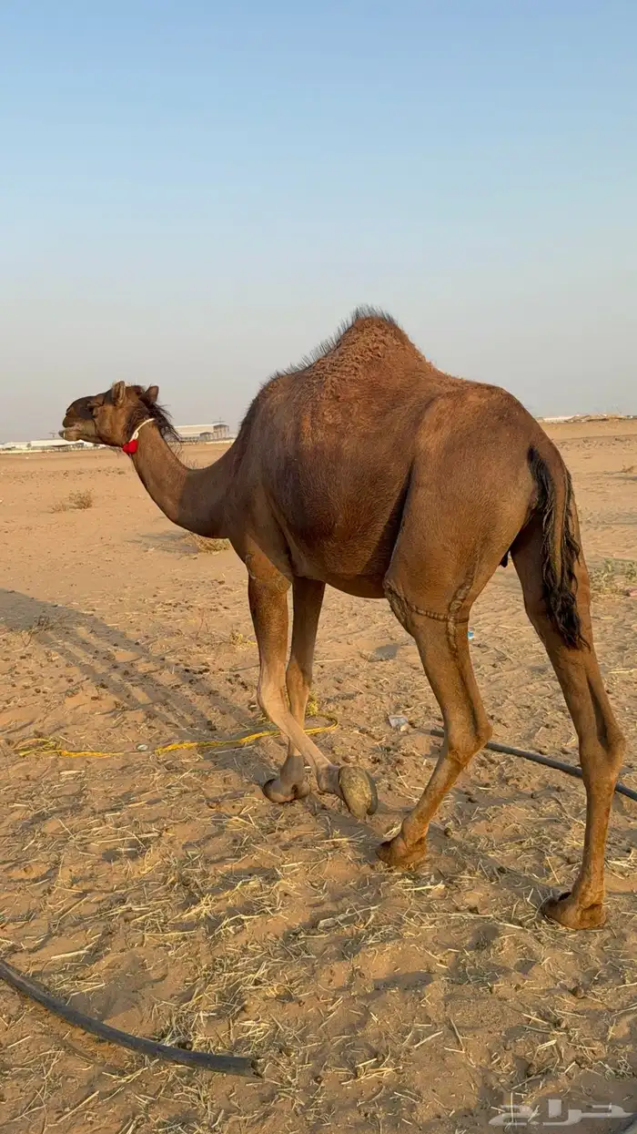 للبيع 2 بكار جذعات ملاقي على وشك تلد 24