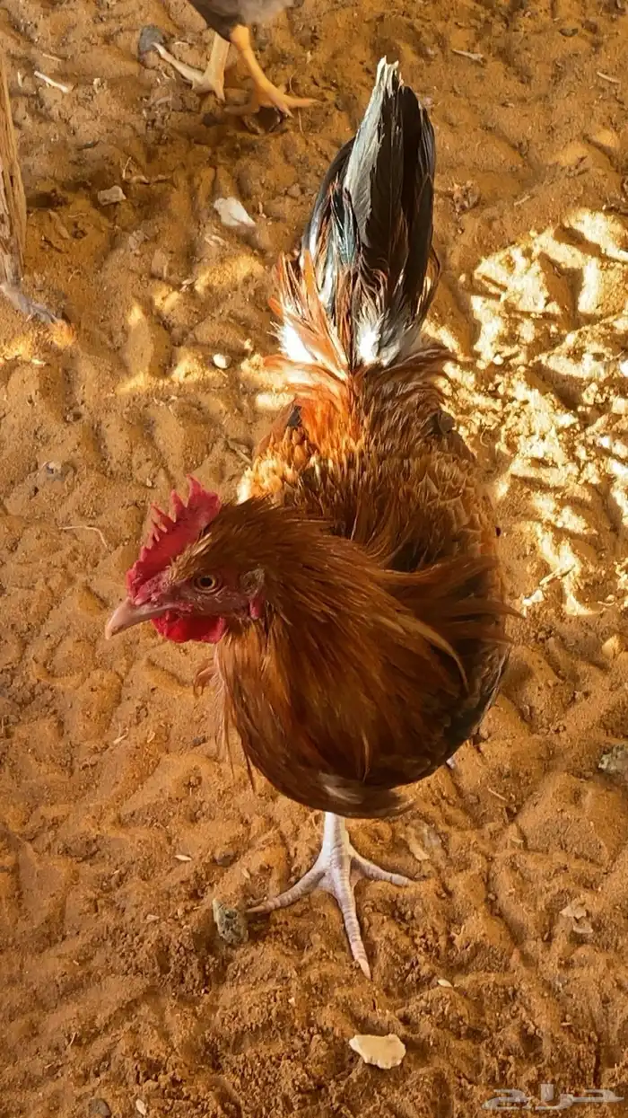 ديكه للبيع 2