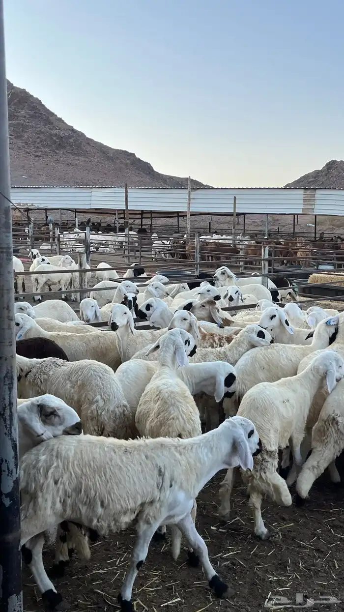 طليان سواكن دمازين شبيه الحري مرابى 7