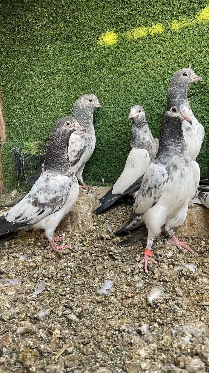 طبات باكستاني ( تم البيع ) 2