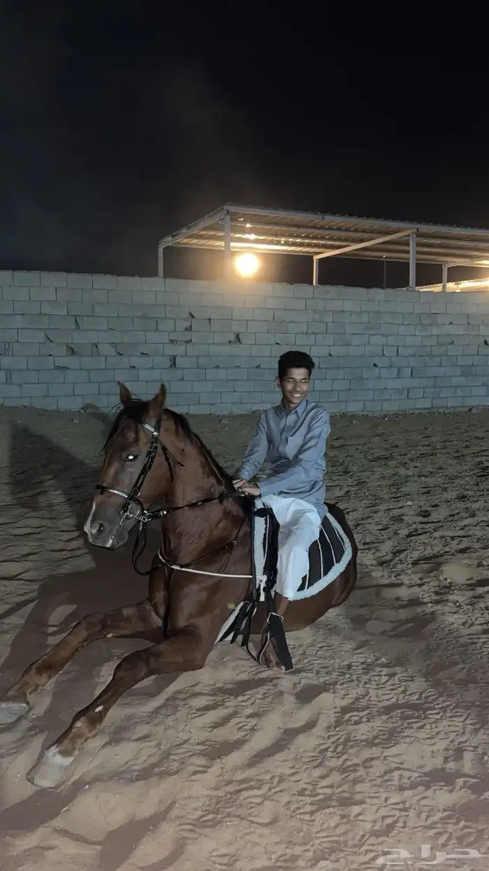 حصان فرنسي 3