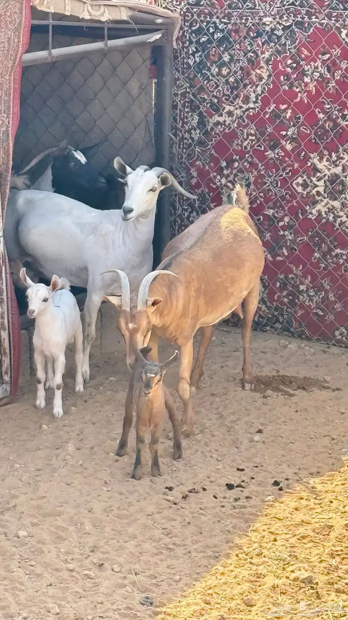 للبيع ماعز حزر 2