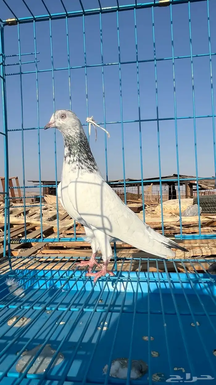 جوزين باكستاني ثنين ذكور الوحشي 11