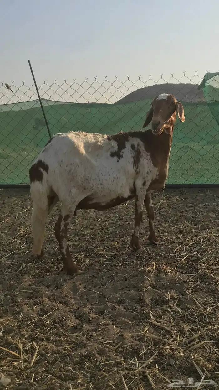 نعجه سواكنيه دافع للبيع 2