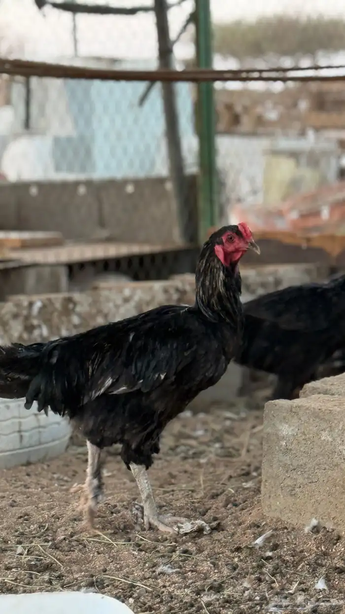 دجاج باكستاني 1