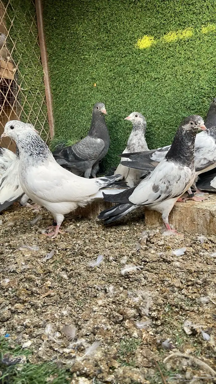 طبات باكستاني ( تم البيع ) 3