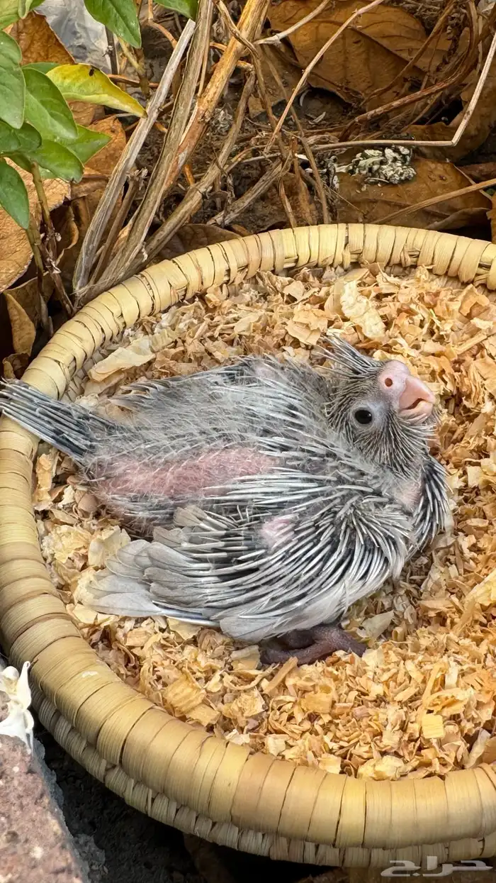 كروان ايميرالد عشاق الطفرات ( تم البيع ) 0