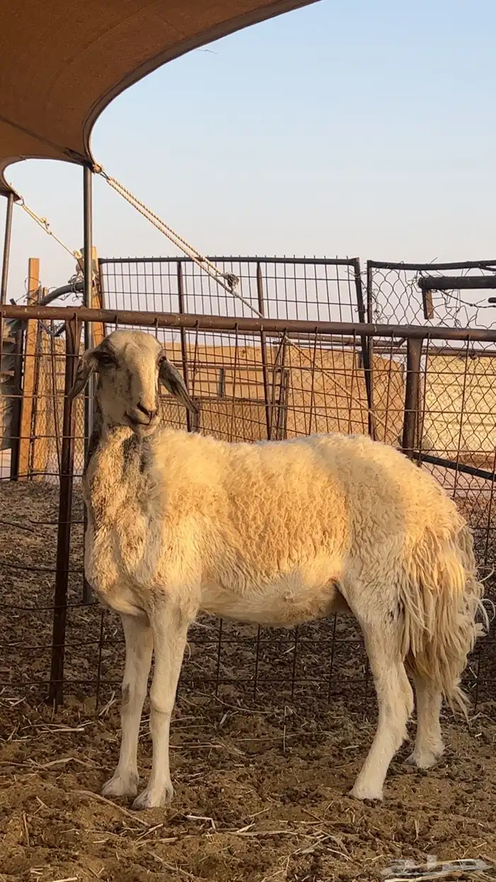 شاه حريه حايل 0