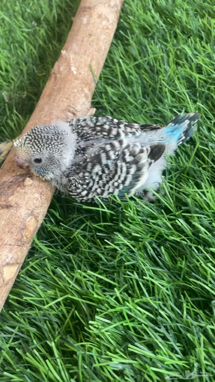 فروخ بادجي ( تم البيع ) 3