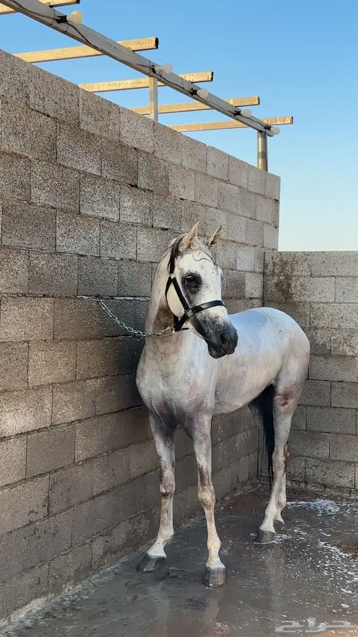 حصان واهو البيع شعبي 10