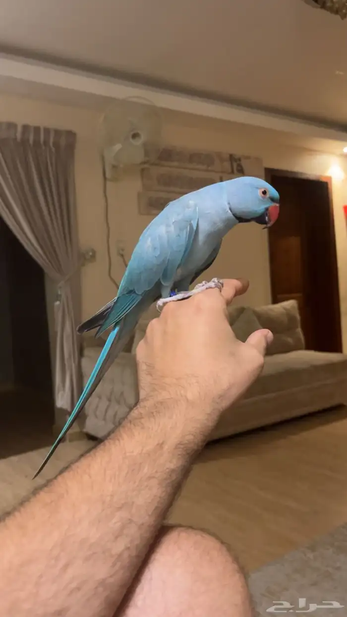 تم البيع تم البيع دره ازرق اليف حمامه 0