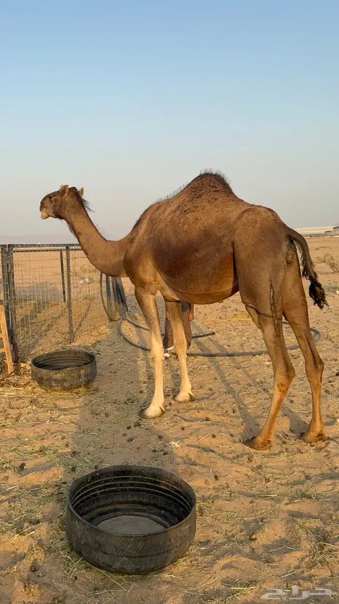 للبيع 2 بكار جذعات ملاقي على وشك تلد 13