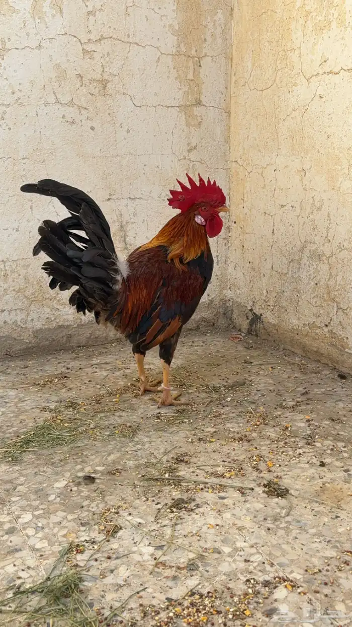 دجاج عربي فري 4
