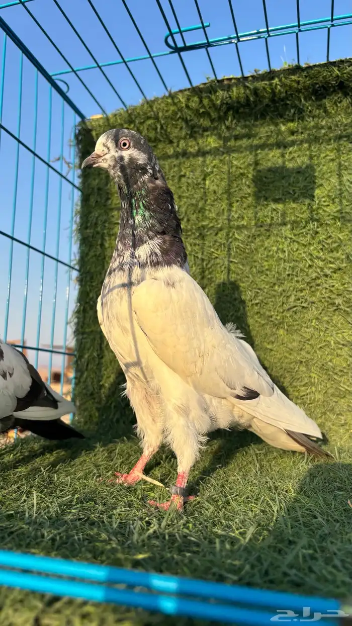 جوزين باكستاني ثنين ذكور الوحشي 1