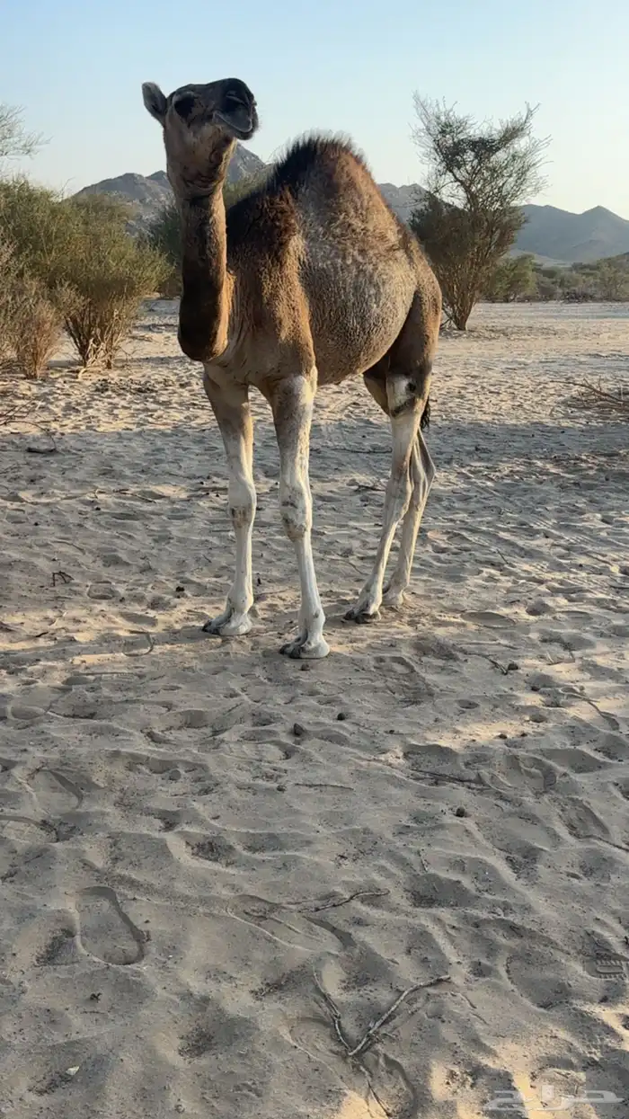 قعود احمر 0