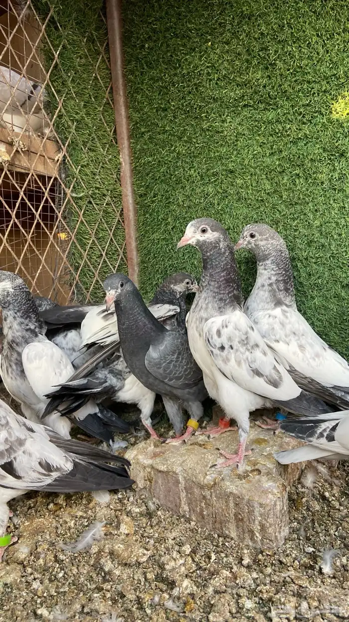 طبات باكستاني ( تم البيع ) 8