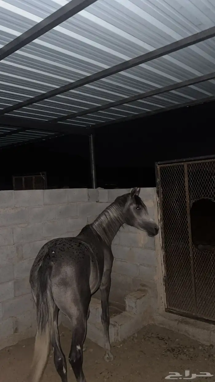 خيل واهو 0