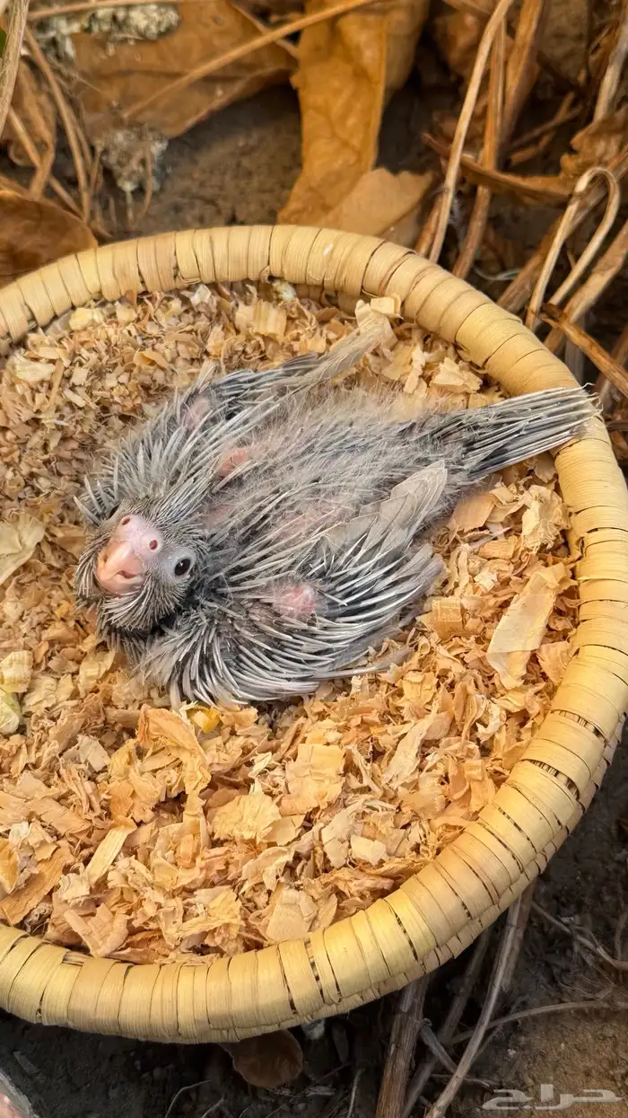 كروان ايميرالد عشاق الطفرات ( تم البيع ) 3