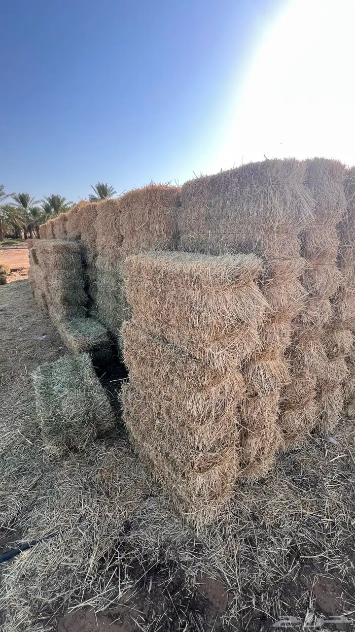 هيبان صافي 1