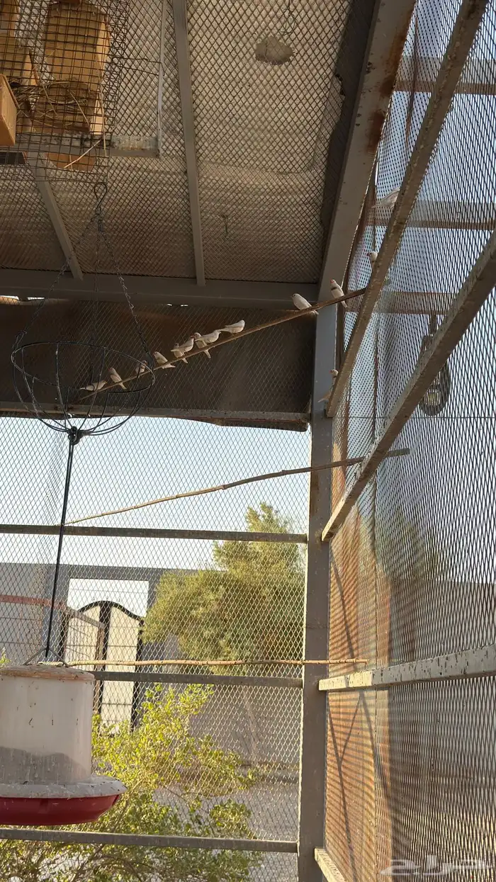 طيور زيبرا اللون ابيض 0