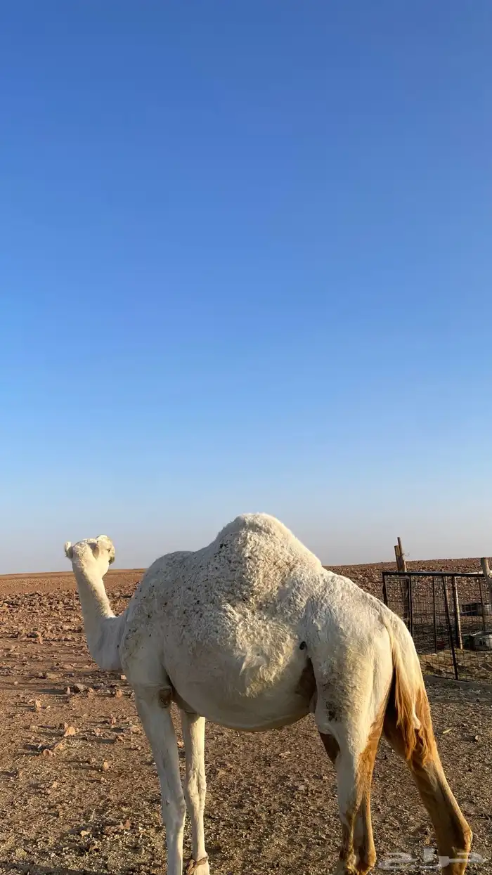 عشرا معها بكرة طيبة 4