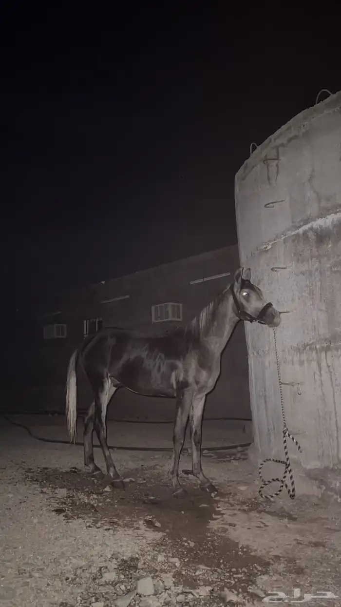 خيل واهو 1