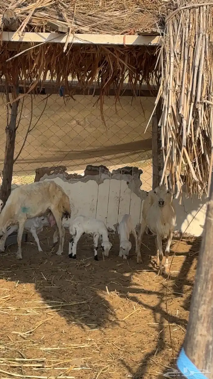 ضان مناتيج 0