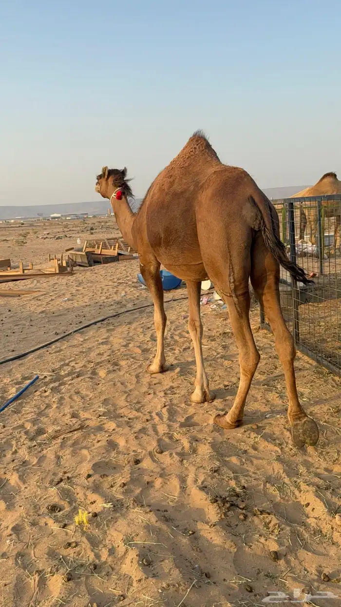 للبيع 2 بكار جذعات ملاقي على وشك تلد 1