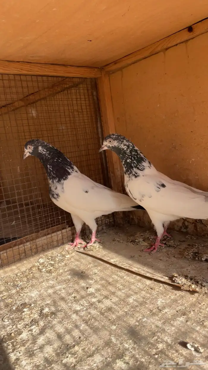 اجوز باكستاني 1