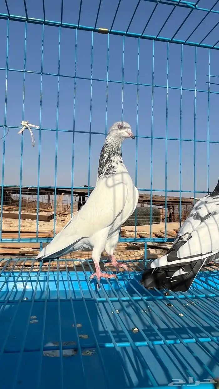 جوزين باكستاني ثنين ذكور الوحشي 12