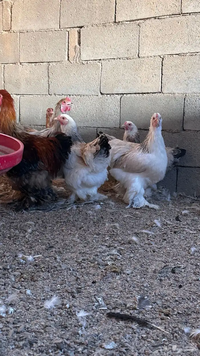 للبيع دجاج براهما بادي يبيض 4