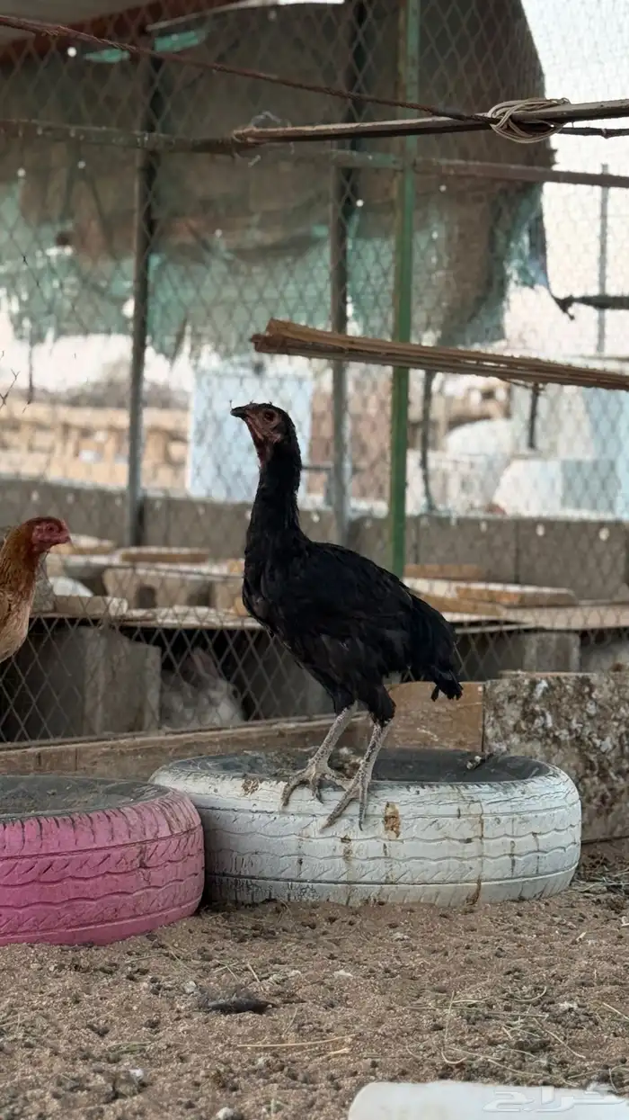دجاج باكستاني 7