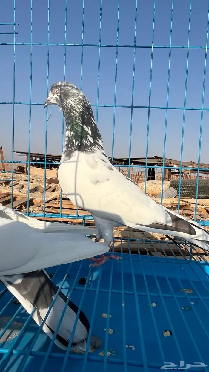 جوزين باكستاني ثنين ذكور الوحشي 8