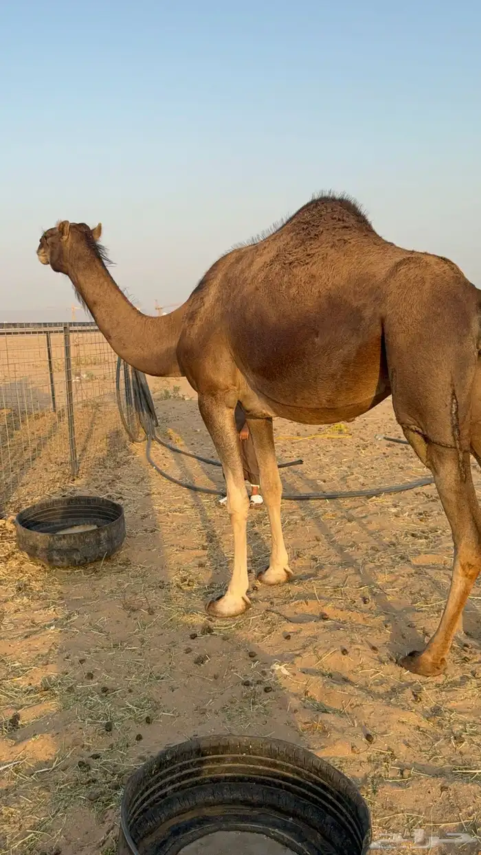 للبيع 2 بكار جذعات ملاقي على وشك تلد 0