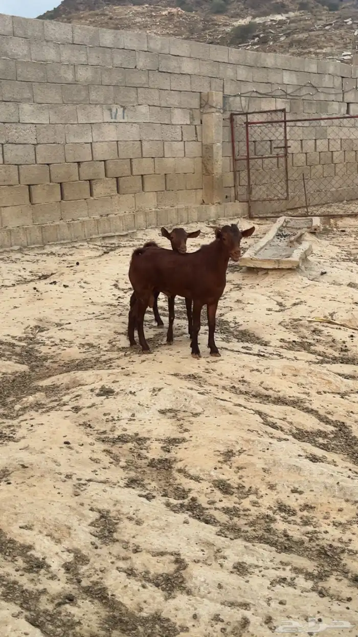 فحول دهم( تم البيع ) 2