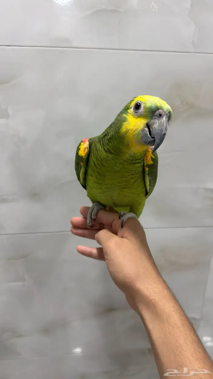 ببغاء أمازون درجة ثانيه 1