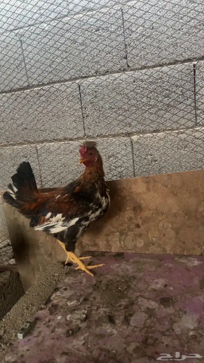 دجاج عربي 0